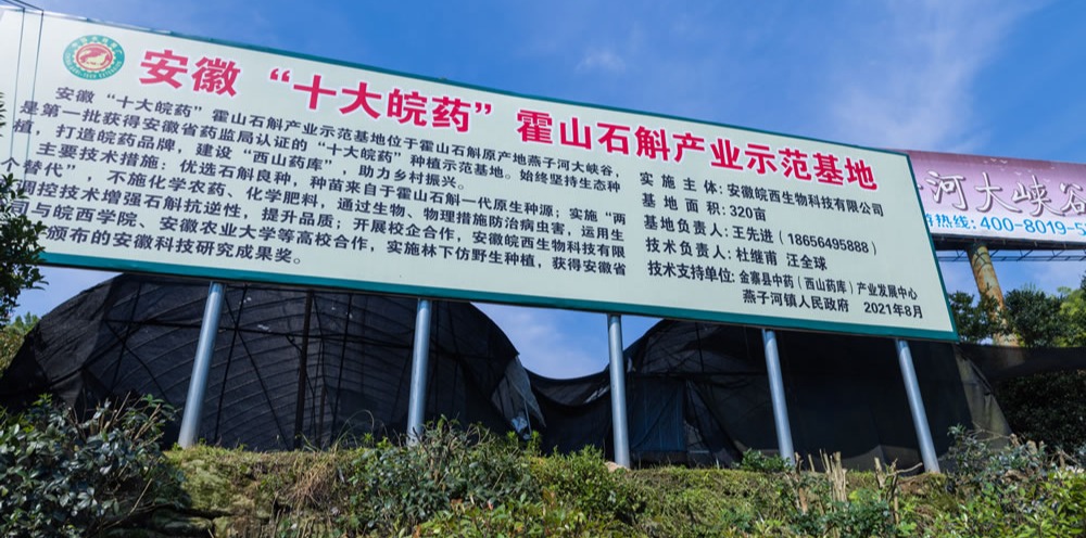 霍山石斛产业示范基地