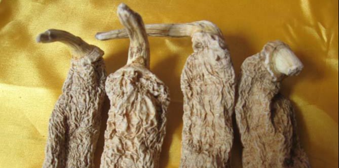 野生天麻的功效与作用及吃法