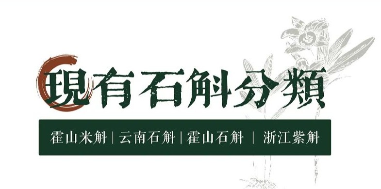 出霍山，无米斛 | 一起来认识一下霍山石斛