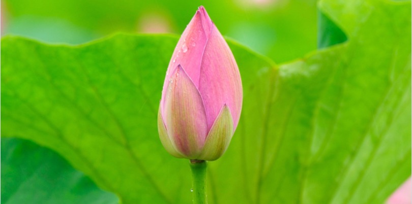 食斛百科 | 潮湿闷热的夏季，如何养生？