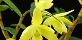 石斛，为什么一定要吃霍山石斛