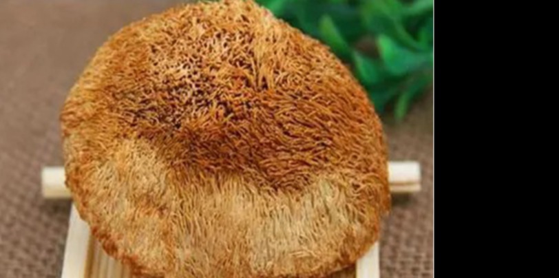 金寨猴头菇